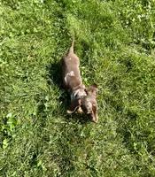 Forest , a male Miniature Dachshund for sale in Dover, OH – 1 of 5