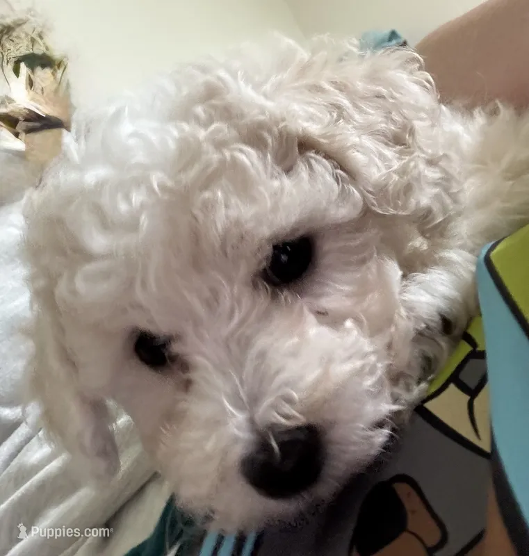 Charlie – Bichon Frise puppy on hold in Dover, OH