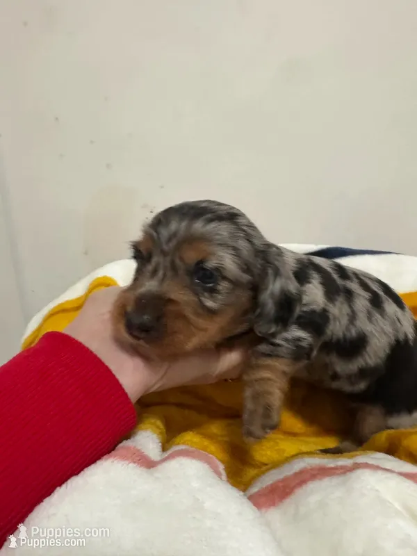 November Rain Akc  – Miniature Dachshund puppy for sale in Dover, OH