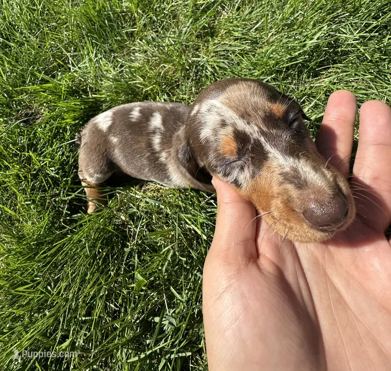 Smores – Miniature Dachshund puppy for sale in Dover, OH