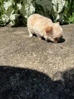 Tiny D, a female Chihuahua for sale in Dover, OH – 9 of 10