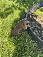 Coco, a female Miniature Dachshund for sale in Dover, OH – 4 of 4