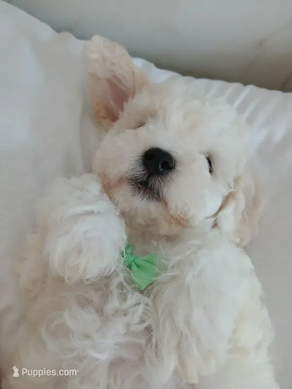 Linus – Bichon Frise puppy for sale in Dover, OH