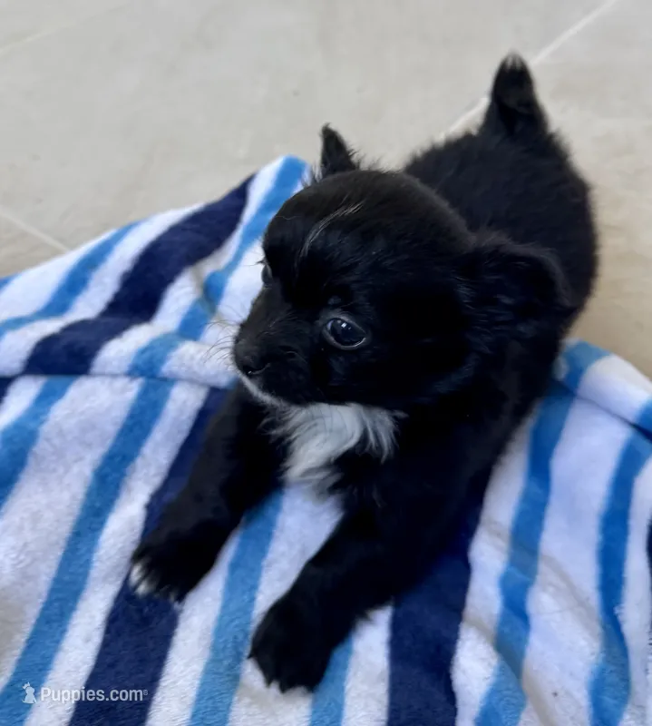 Boo – Chihuahua puppy for sale in Dover, OH