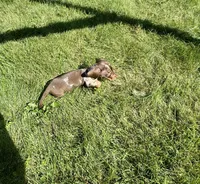 Forest , a male Miniature Dachshund for sale in Dover, OH – 5 of 5