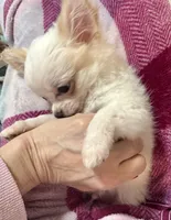 Peter, a male Chihuahua for sale in Dover, OH – Photo 8 of 10