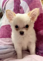 Peter, a male Chihuahua for sale in Dover, OH – Photo 10 of 10