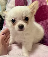 Peter, a male Chihuahua for sale in Dover, OH – Photo 3 of 10