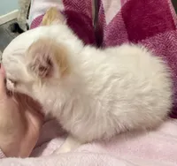 Peter, a male Chihuahua for sale in Dover, OH – Photo 6 of 10