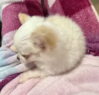 Peter, a male Chihuahua for sale in Dover, OH – Photo 7 of 10