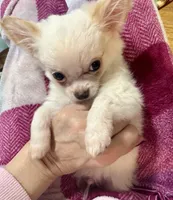 Peter, a male Chihuahua for sale in Dover, OH – Photo 9 of 10