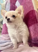 Peter, a male Chihuahua for sale in Dover, OH – Photo 1 of 10