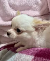 Peter, a male Chihuahua for sale in Dover, OH – Photo 4 of 10