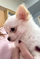 Peter, a male Chihuahua for sale in Dover, OH – Photo 2 of 10