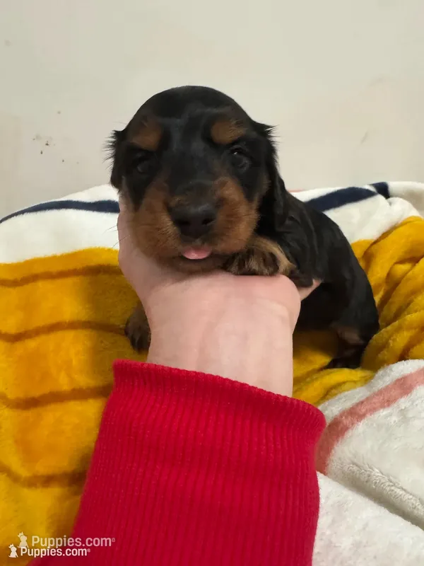 October Night AKC – Miniature Dachshund puppy for sale in Dover, OH