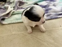 Vanessa puppies , a male Chihuahua for sale in Dover, OH – 3 of 6