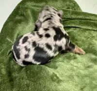 Storm Akc, a female Miniature Dachshund for sale in Dover, OH – 4 of 6