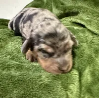 Storm Akc, a female Miniature Dachshund for sale in Dover, OH – 5 of 6