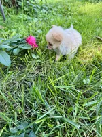 Tiny D, a female Chihuahua for sale in Dover, OH – 4 of 10