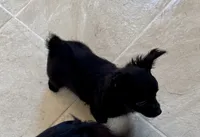 Price lowered for a limited time , a male Chihuahua for sale in Dover, OH – 6 of 6