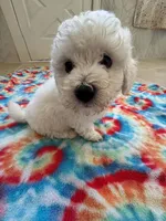 Snoop , a male Bichon Frise for sale in Dover, OH – 3 of 3