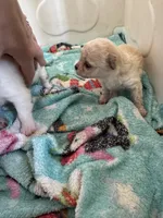 Xxtiny, a female Chihuahua for sale in Dover, OH – 7 of 7