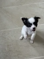 Vanessa’s boy Spock, a male Chihuahua for sale in Dover, OH – 7 of 9