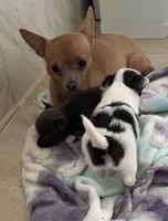 Vanessa puppies , a male Chihuahua for sale in Dover, OH – 2 of 6