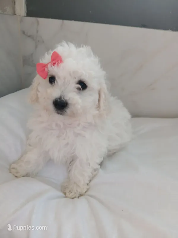Bella – Bichon Frise puppy for sale in Dover, OH