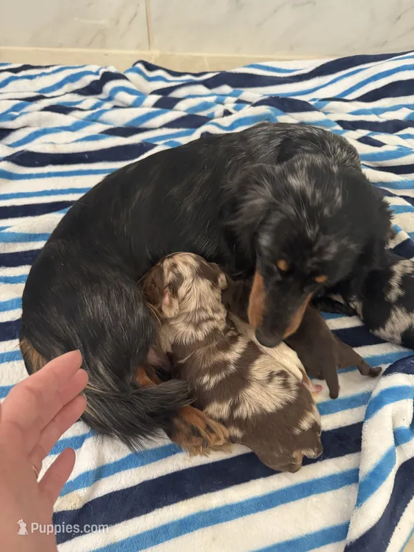Adult  – Miniature Dachshund puppy for sale in Dover, OH