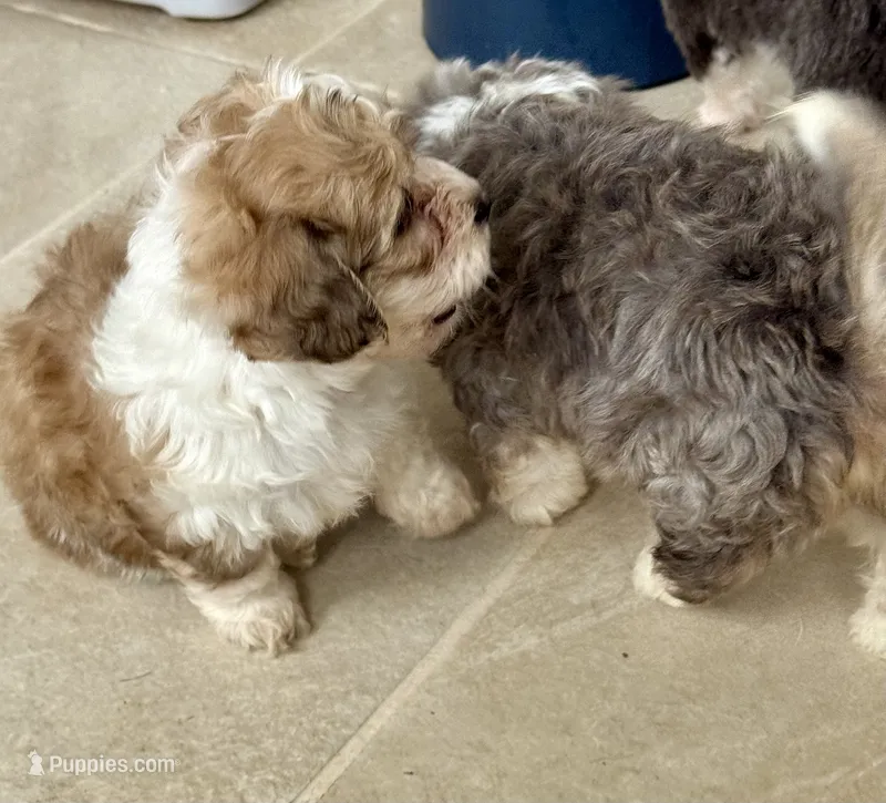 Aaron – Bichon Frise, Chihuahua puppy for sale in Dover, OH