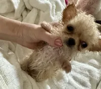 Tiny Dancer , a female Chihuahua for sale in Dover, OH – 7 of 10