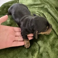 October AKC, a female Miniature Dachshund for sale in Dover, OH – 2 of 2