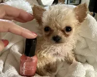 Tiny Dancer , a female Chihuahua for sale in Dover, OH – 5 of 10