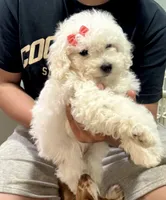 Bella, a female Bichon Frise for sale in Dover, OH – 2 of 3