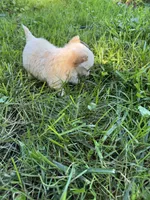 Tiny D, a female Chihuahua for sale in Dover, OH – 10 of 10