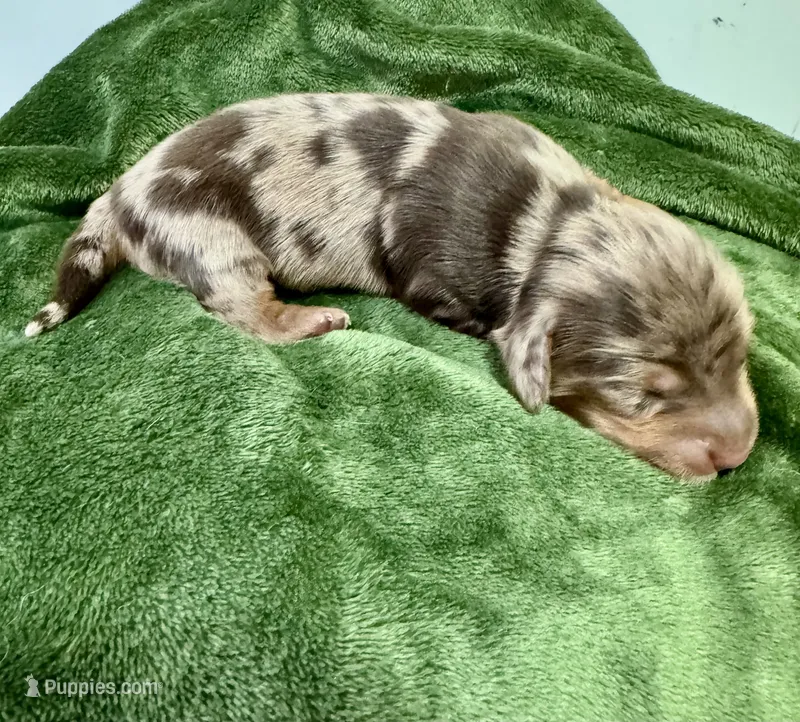 November Rain Akc  – Miniature Dachshund puppy for sale in Dover, OH