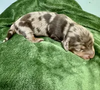 November Rain Akc , a male Miniature Dachshund for sale in Dover, OH – 1 of 6