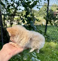 Tiny D, a female Chihuahua for sale in Dover, OH – 6 of 10