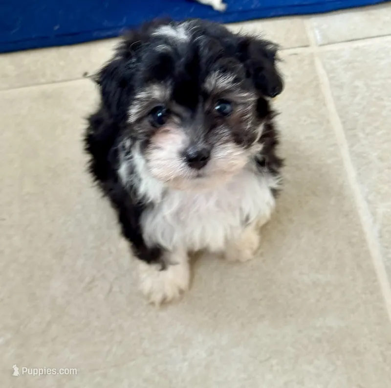 Olivia  – Bichon Frise, Chihuahua puppy for sale in Dover, OH