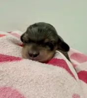 Ruby Ann AKC, a female Miniature Dachshund for sale in Dover, OH – 3 of 4