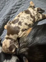 November Rain Akc , a male Miniature Dachshund for sale in Dover, OH – 2 of 6