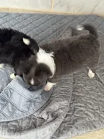 Navy , a male Chihuahua for sale in Dover, OH – 3 of 3