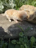 Tiny D, a female Chihuahua for sale in Dover, OH – 7 of 10