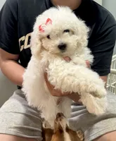 Bella, a female Bichon Frise for sale in Dover, OH – 3 of 3