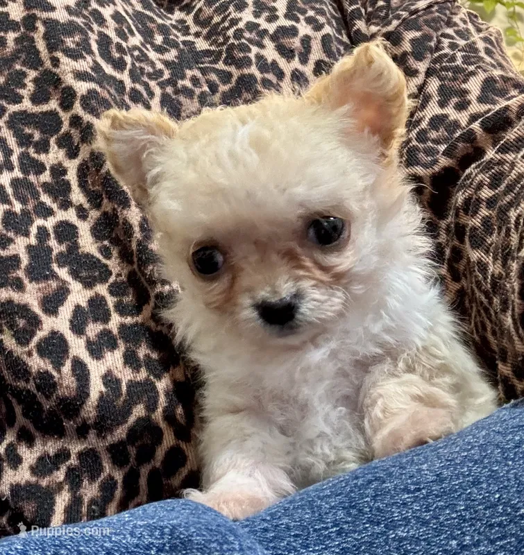Tiny Dancer  – Chihuahua puppy for sale in Dover, OH