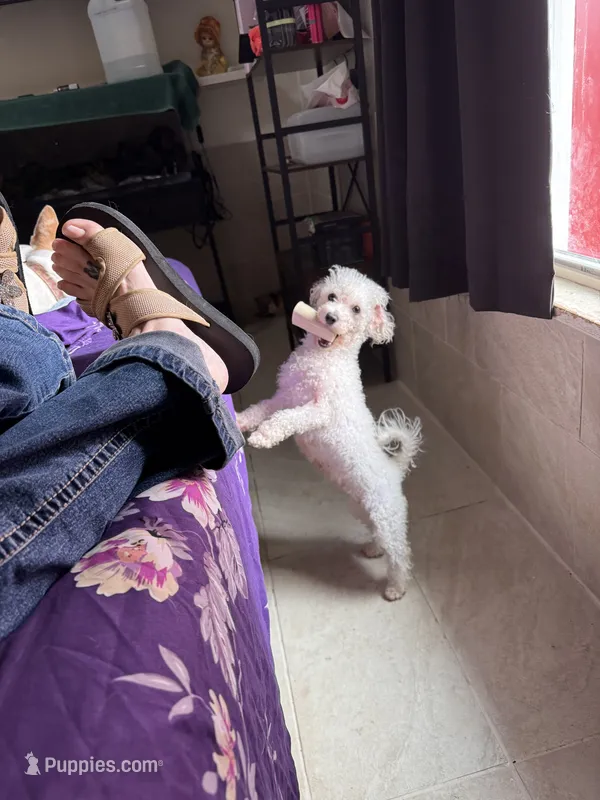 Sofia – Bichon Frise puppy for sale in Dover, OH