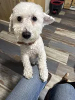 Green, a male Bichon Frise for sale in Dover, OH – Photo 2 of 2