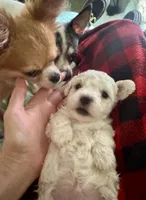 Snoop , a male Bichon Frise for sale in Dover, OH – 5 of 7