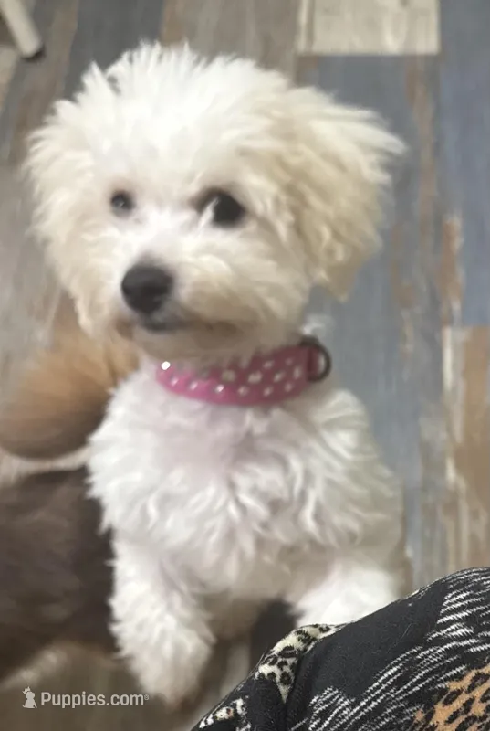 Green – Bichon Frise puppy for sale in Dover, OH